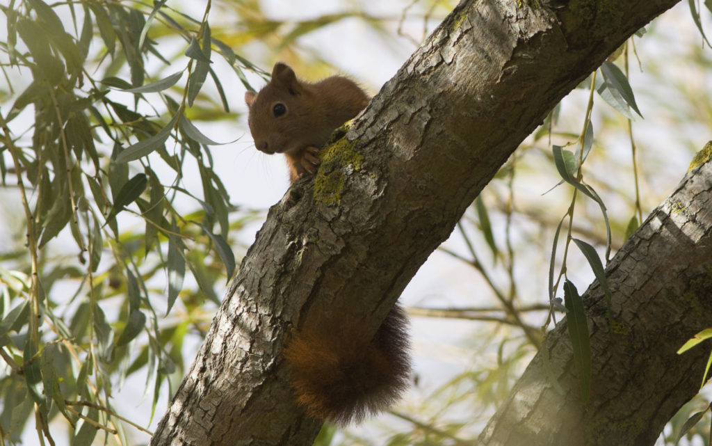 Écureuil roux — Wikipédia
